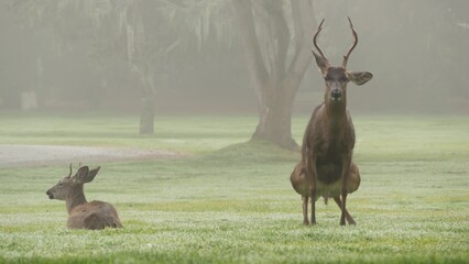 Wild deer defecating or peeing while grazing on green lawn, foggy forest trees. Young animal...