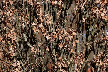 Totes braunes Eichenlaub im Winter an einem Baum hängend, Deutschland, Europa