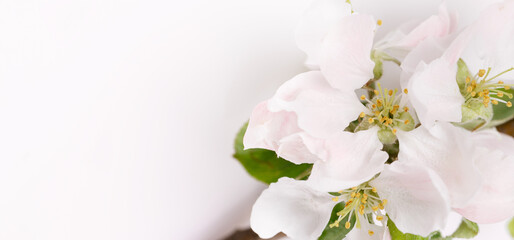 Fototapeta na wymiar Flowers of a wild apple tree and buds on a white background.