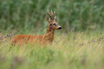 Roe deer, capreolus capreolus, with fibropapilomatosis standing on meadow in summer. Roebuck with tumor looking in long grass. Antlered mammal with disease watching on pasture.
