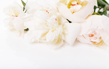 Romantic banner, delicate white peonies flowers close-up. Fragrant pink petals