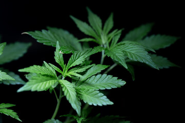 Fototapeta na wymiar a green cannabis bush in a dark