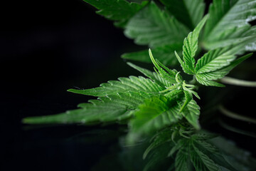 Cultivation of medical cannabis. Leaves of green marijuana grass.