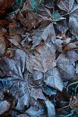 frozen leaves in the nature in winter season