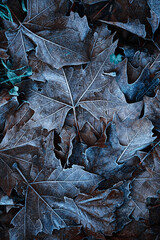 frozen leaves in the nature in winter season