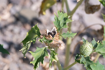 Spiky seed capsule of the trumpet shaped flower of hallucinogen plant Devil's Trumpet open releasing the seeds inside