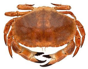 Cooked crab isolated on white background