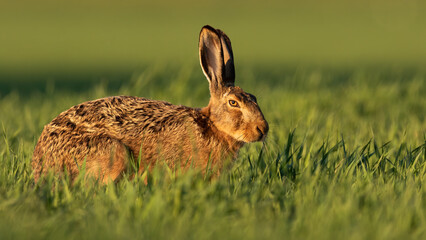 Brown hare, lepus europaeus, sitting on grassland in spring sunlight. Wild rabbit looking to the...