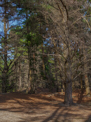 Fototapeta premium path in the woods