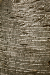 Fototapeta premium Wooden Bark in the garden , Close up Texture