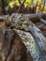 autumn leaves in the woods