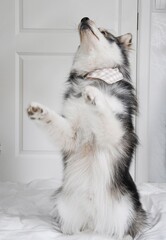 Portrait of a young Finnish Lapphund dog