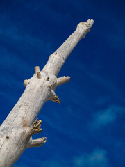 tree in the desert