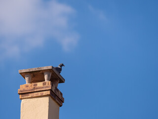 Pigeon sur le dessus d'une cheminée