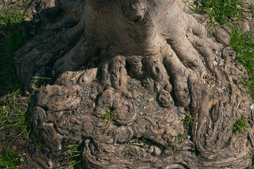 Fototapeta na wymiar the root of large perennial tree with a beautiful pattern, background
