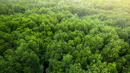 Fototapeta na wymiar Aerial view of a green mangrove forest canopy.