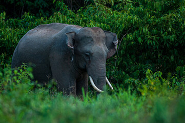 An Asian elephant feeding on the green grassland.