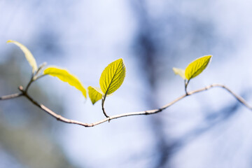 Fr&uuml;hlingsbl&auml;tter