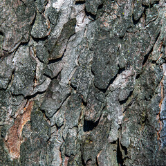 Texture wallpaper in the form of photos of tree bark and wood close-up. Pictures were taken in March 2022 in Podlasie and Masuria in Poland.