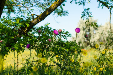 Fototapeta na wymiar Summer landscape of a field with purple thistles in the shade of trees.
