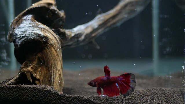 Siamese fighting fish of vibrant bright red color in the aquarium with driftwood. Ornamental fish Betta splendens, selective focus