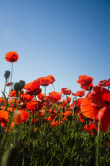 Fototapeta na wymiar Red poppies bloom on the field. Summer photo of wild nature against blue sky