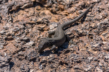 Lagarto de canarias o lagarto tizon