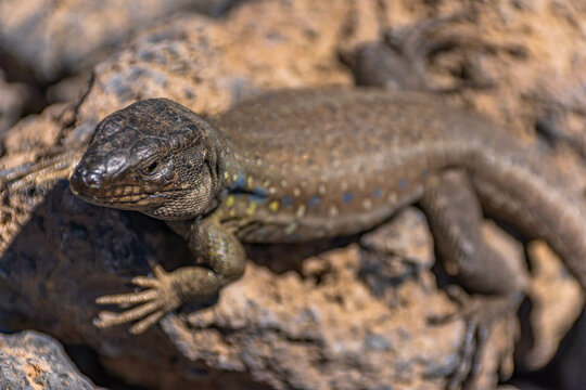 Lagarto de canarias o lagarto tizon