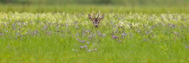 Roe deer, capreolus capreolus, sitting in wildflowers in summer with copy space. Antlered mammal...