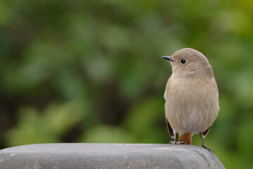 かわいい顔をしているジョウビタキのメス