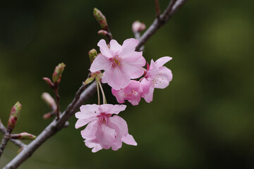 東京赤坂にある氷川神社の境内で河津桜が咲いている