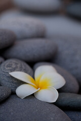 Obraz na płótnie Canvas Exotic Frangipani Flower On Grey Pebble