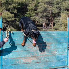 A large black dog is traversing a tall wooden fence. Training pets endurance and agility. Adult male Rottweiler training on the obstacle course. Daytime. Part of the series.
