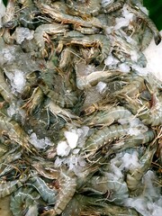Shrimp with ice to keep it fresh