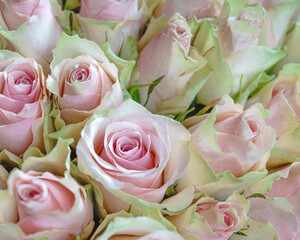 Beautiful rose flowers. Abstract wedding and holidays backgrounds