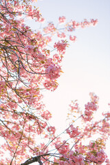 cherry blossom sakura