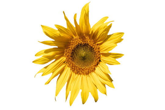 isolated yellow sunflower on white background