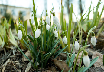 spring snowdrops in the grass