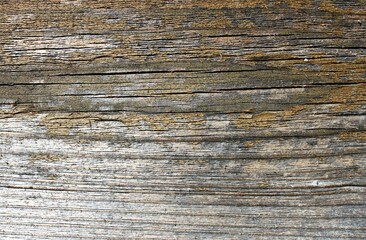 gray weathered old wood surface