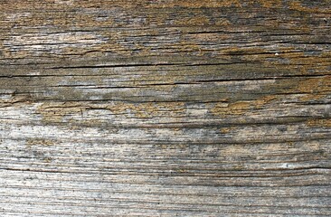 Fototapeta premium gray weathered old wood surface