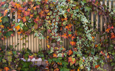 Hedera plant during an autumn day used to create a natural fence in front of a house