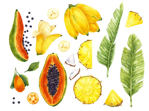 Clipart tropical fruits watercolor