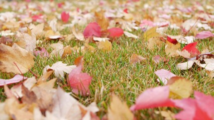 Dry autumn maple yellow fallen leaves on green grass, orange fall leaf in wind on ground. Low an view of september, october or november park nature close up. Seasonal natural background.