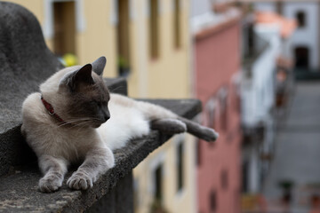Katze auf Gran Canaria