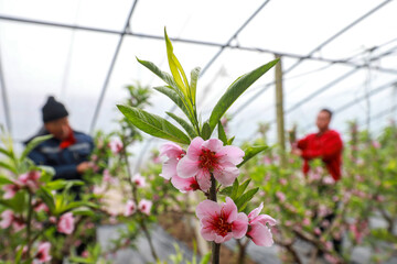 The farmers are thinning the peach trees in the greenhouse, North China