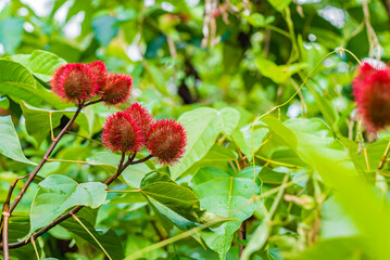 Close up of Bixa orellana or Anatto fruit tree in the forest Zanzibar, Tanzania