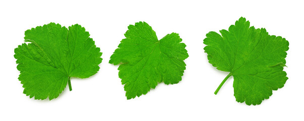 black currant leaf isolated on white background. macro. clipping path