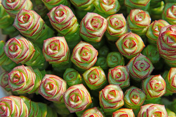 Close up of succulent plants in a greenhouse, North China