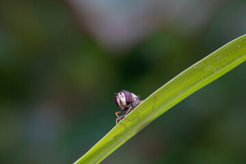 Syrphidae live on plants in North China