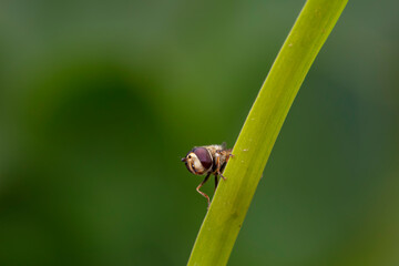 Syrphidae live on plants in North China